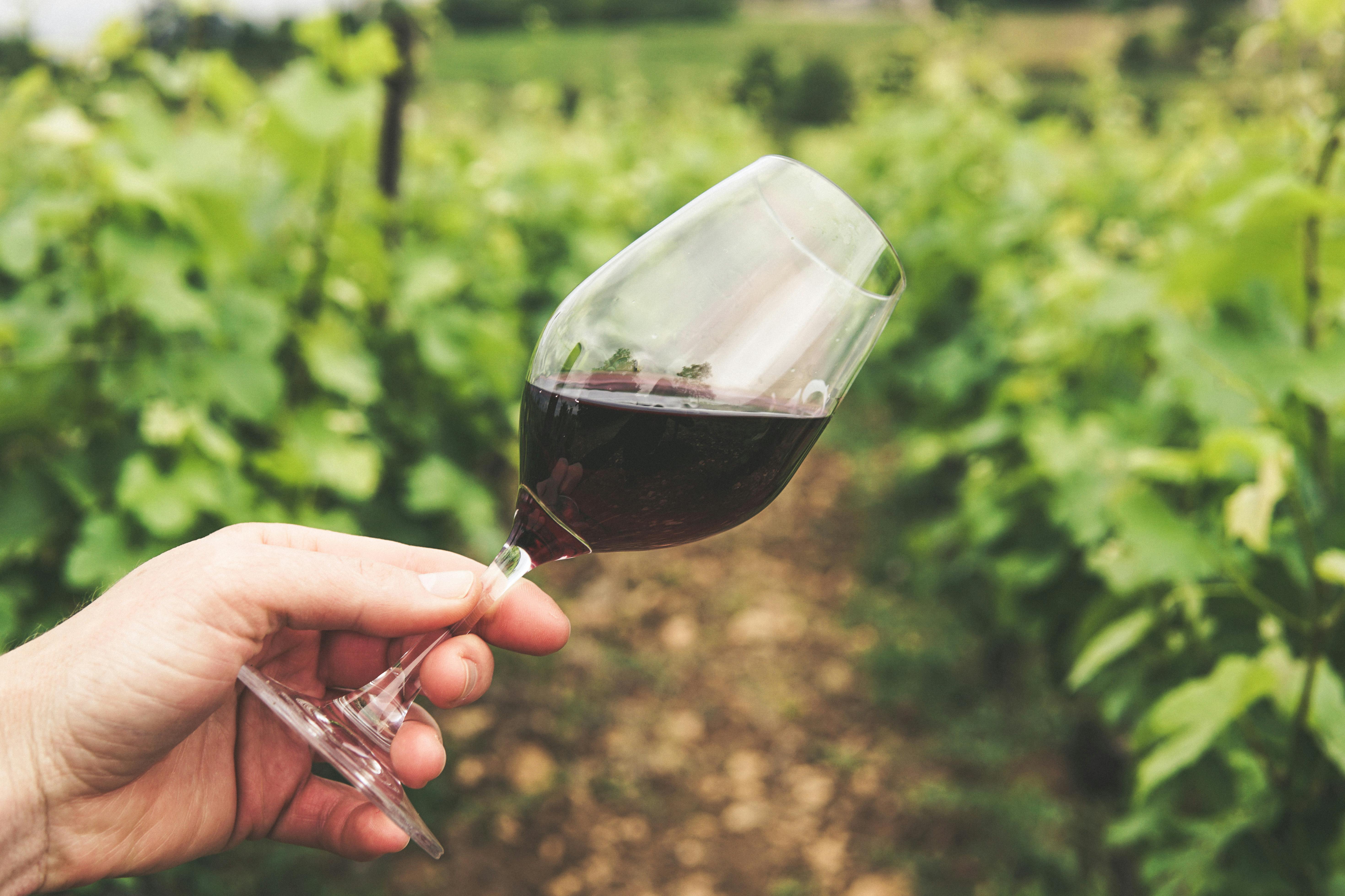 article-guide Coffret de bouteilles de vins pour un cours de dégustation